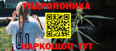 спайс Кингисепп